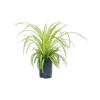 Wasserpflanze Chlorophytum Comosum Variegatum