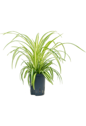 Wasserpflanze Chlorophytum Comosum Variegatum