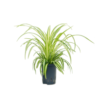 Wasserpflanze Chlorophytum
