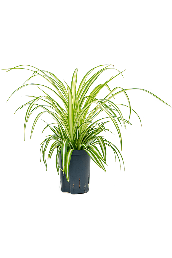 Wasserpflanze Chlorophytum Comosum Variegatum