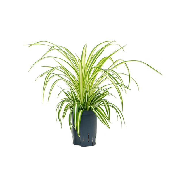 Wasserpflanze Chlorophytum Comosum Variegatum