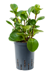 Wasserpflanze Peperomia Obtusifolia Grünes Gold