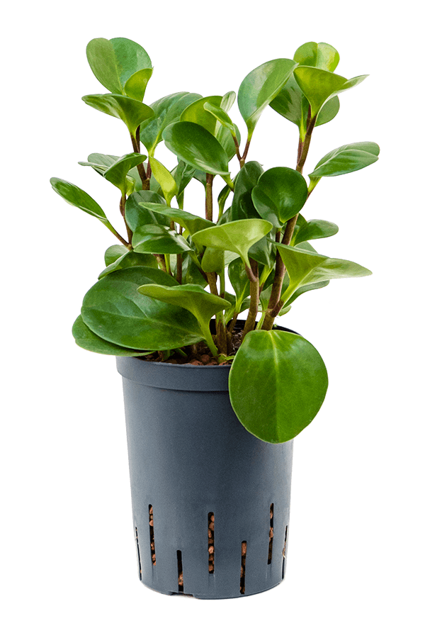 Wasserpflanze Peperomia Obtusifolia Grünes Gold