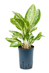 Wasserpflanze Aglaonema Milky Way