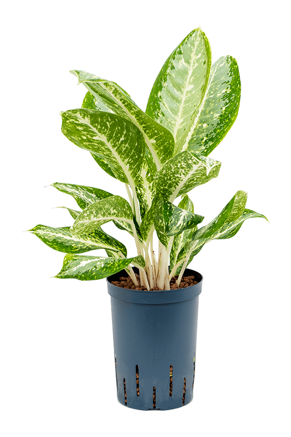 Wasserpflanze Aglaonema Milky Way