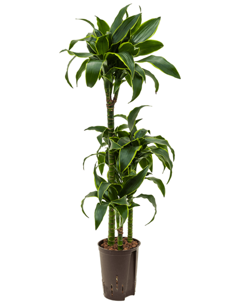 Wasserpflanze Dracaena