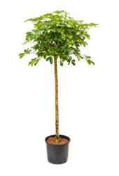Wasserkraftwerk Schefflera Arboricola Gold Capella