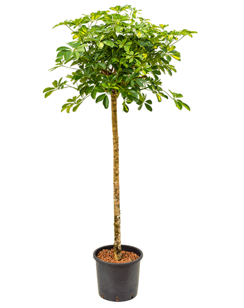 Wasserkraftwerk Schefflera