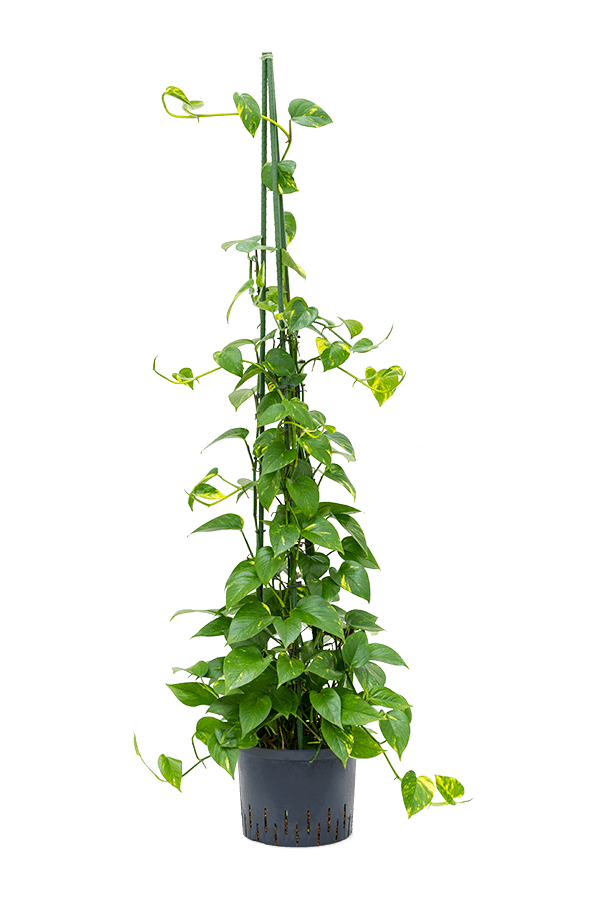 Wasserpflanze Scindapsus (Epipremnum) Aureum