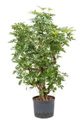 Wasserkraftwerk Schefflera Arboricola Gold Capella