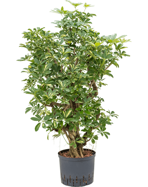 Wasserkraftwerk Schefflera