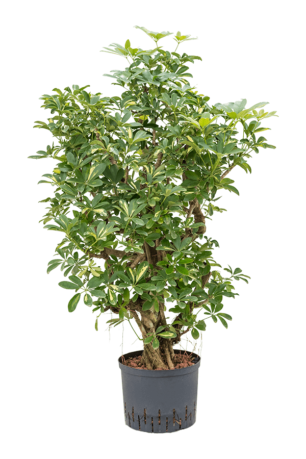 Wasserkraftwerk Schefflera Arboricola Gold Capella