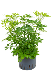Wasserpflanze Schefflera Arboricola Compacta