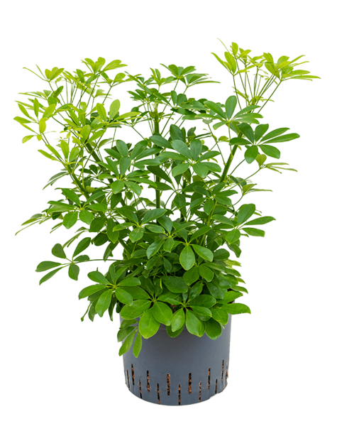 Wasserkraftwerk Schefflera