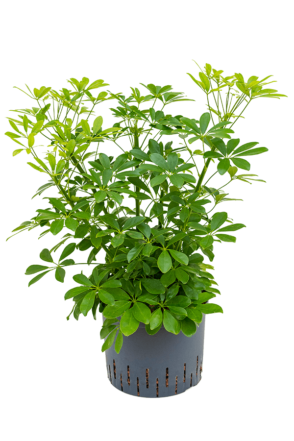 Wasserpflanze Schefflera Arboricola Compacta