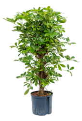 Wasserkraftwerk Schefflera Arboricola Gold Capella