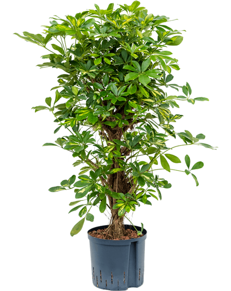Wasserkraftwerk Schefflera