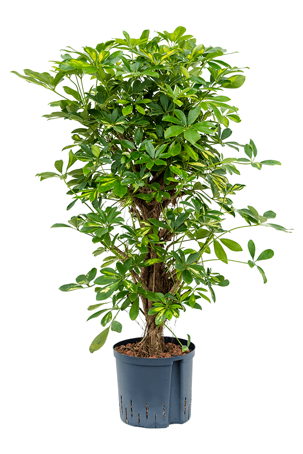 Wasserkraftwerk Schefflera Arboricola Gold Capella