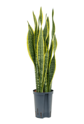 Wasserpflanze Sansevieria Trifasciata Laurentii