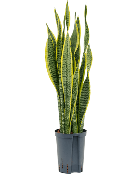 Wasserpflanze Sansevieria