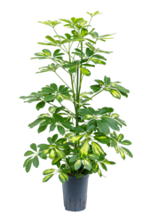 Wasserkraftwerk Schefflera Arboricola Gold Capella