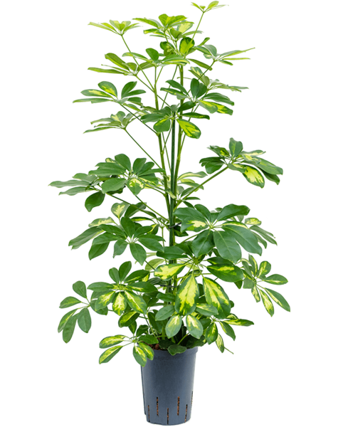 Wasserkraftwerk Schefflera
