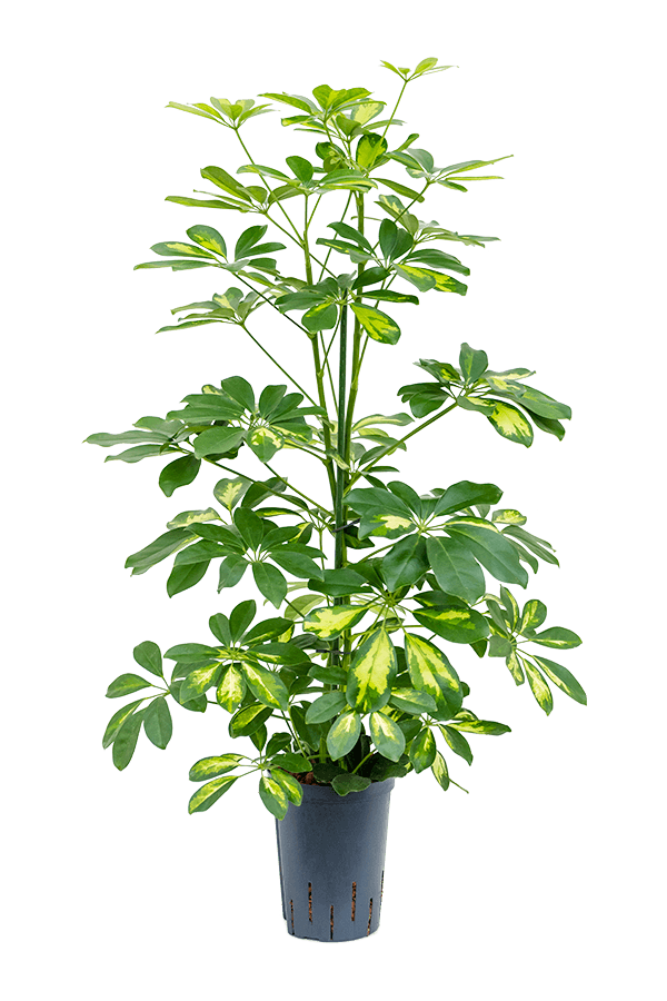 Wasserkraftwerk Schefflera Arboricola Gold Capella