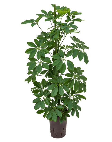 Wasserkraftwerk Schefflera