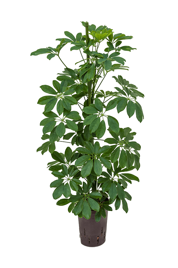 Wasserpflanze Schefflera Arboricola Compacta