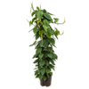 Wasserpflanze Philodendron Scandens