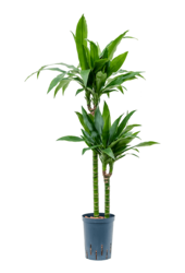 Wasserpflanze Dracaena Fragrans Janet Craig
