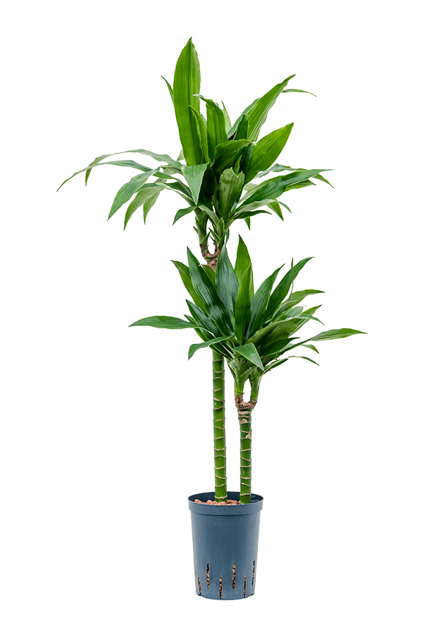 Wasserpflanze Dracaena Fragrans Janet Craig