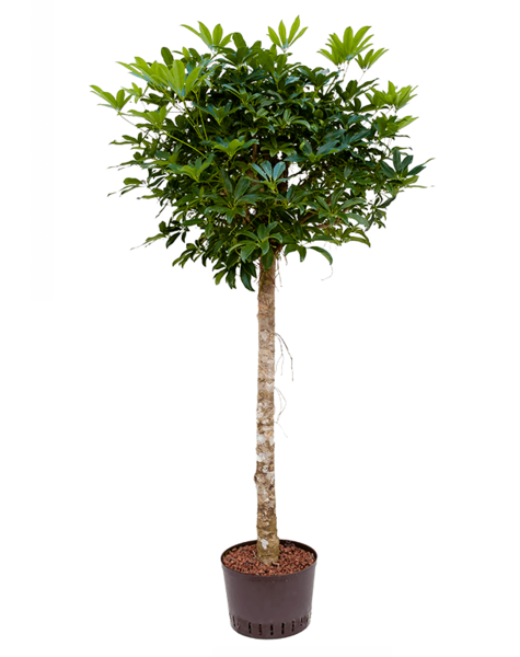 Wasserkraftwerk Schefflera