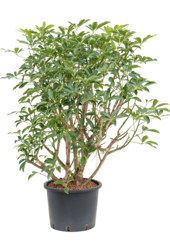 Wasserpflanze Schefflera Arboricola Compacta