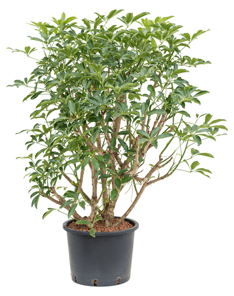 Wasserkraftwerk Schefflera