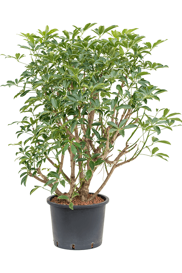 Wasserpflanze Schefflera Arboricola Compacta