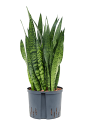 Wasserpflanze Sansevieria Zeylanica