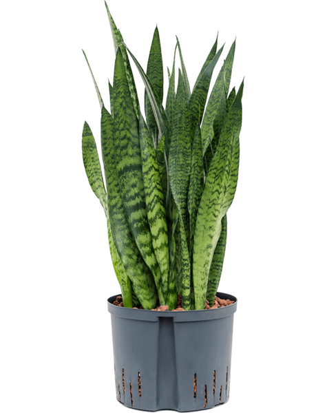 Wasserpflanze Sansevieria