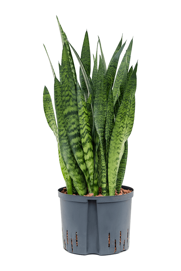 Wasserpflanze Sansevieria Zeylanica