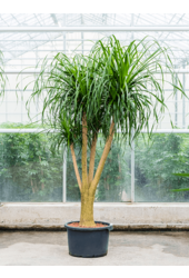 Wasserpflanze Beaucarnea Recurvata