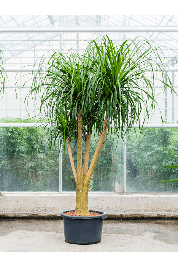 Wasserpflanze Beaucarnea Recurvata