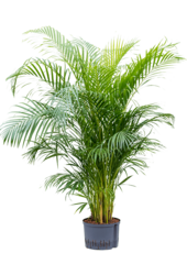 Wasserpflanze Dypsis (Areca) Lutescens