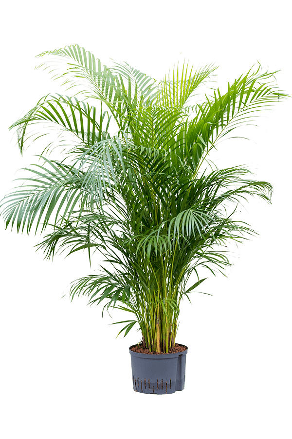 Wasserpflanze Dypsis (Areca) Lutescens