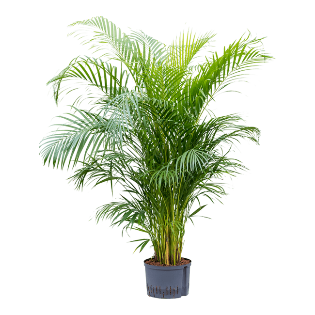Wasserpflanze Dypsis (Areca) Lutescens