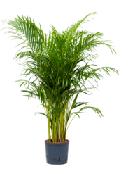 Wasserpflanze Dypsis (Areca) Lutescens