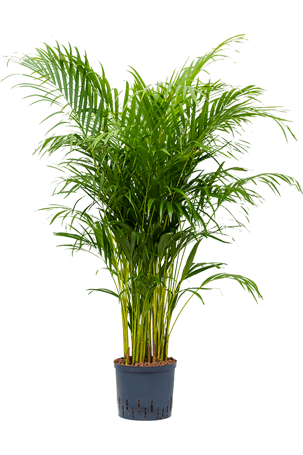 Wasserpflanze Dypsis (Areca) Lutescens