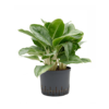 Wasserpflanze Aglaonema Cintho Queen