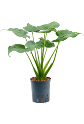 Wasserpflanze Alocasia Cucullata