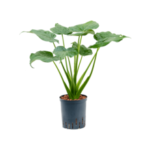 Wasserpflanze Alocasia