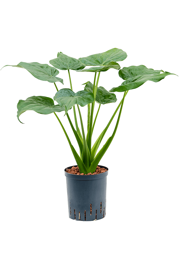 Wasserpflanze Alocasia Cucullata